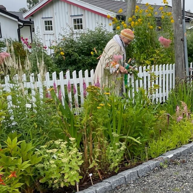 Hage for helse - helse for mennesker og natur i byen🌱🌸🐝 Åpent seminar og hagevandring 19.sep 08:30-11:30 i @sogn_hagekoloni 

Å stelle i hagen kan være godt for både kropp og sinn. 
Hager kan være store eller små, private eller offentlige, på bakken eller på taket. Hager kan brukes til lek, sosialt samvær, dyrking og terapi. Hvordan kan felleshager og læring sammen bidra til #folkehelse, inkludering og sosiale relasjoner? Hvordan håndterer vi best forskjellige innsatsmidler i hager, som #vann og #plast. Hvordan bruke #overvann som en ressurs? 

Arrangementet er en del av #forskningsdagene som i år har tema #helse og vil ta for seg hvordan natur og hager av ulike typer kan bidra til økt helse for både mennesker og natur – på ulike måter.

Forskere fra @nivaforskning og @uninmbu vil presenter pågående forskning. Oslo kommune ved @oslovann fortelle om hvordan de jobber med tematikken og tar i bruk forskning på feltet. Deretter vil det bli mulighet for en guidet befaring i Sogn Hagekoloni hvor vi ser på ulike blågrønne løsninger for vannhåndtering og godt bymiljø og det som pågår i @sognhagelab 

Start dagen med litt faglig påfyll og hageidyll. Velkommen til Sogn Hagekoloni!  Arrangementet er åpent og gratis, men krever påmelding pga av servering og plass- lenke i bio. 

Håper vi sees! 💚🌸

https://www.niva.no/arrangementer/hage-for-helse—helse-for-folk-og-natur-i-byen

#hageinspirasjon #hageglede #urbandyrking #naturibyen #naturmangfold