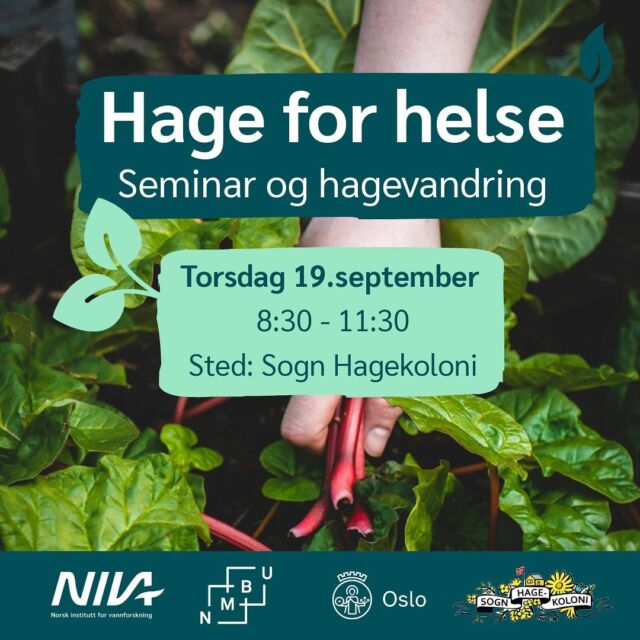 Velkommen til frokostseminar og hagevandring 19.9 i @sogn_hagekoloni om koblinger mellom hage og helse 💚

Arrangementet er gratis og åpent for alle interesserte, men det er påmelding pga servering og plasser.

 👈 Mer om program og påmelding via link i bio @sognhagelab 

Hva betyr grøntområder for helsa vår? Hager kommer i mange former – private hager, felleshager, takhager, mathager og parker. Å stelle i hagen kan være godt både for kropp og sinn. Måten vi utformer disse områdene på, har også betydning for naturens egen helse. Vi bruker mange ressurser i hagen, som #vann og #plast – men hva betyr dette egentlig for helsa, både for oss og naturen? 

Forskere fra @nivaforskning og @uninmbu deler innsikt fra forskning på tema og Oslo kommune v/ @oslovann vil fortelle om hvordan de jobber med dette i byen. Etter seminaret inne på felleshuset, kan de som ønsker bli med på en guidet tur rundt i #sognhagekoloni

Start dagen med litt faglig påfyll og hageidyll
Håper vi sees! 💚

Arrangementet er en del av #forskningsdagene som i år har tema #helse

#hageglede #kolonihage #folkehelse #vanniby #blågrønnestrukturer #naturmangfold #hvaskjerioslo